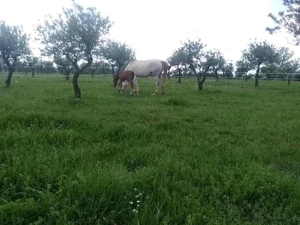 Studio Independant Dans Ferme Equestre 阿尔卑斯 外观 照片